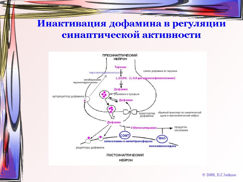 Инактивация дофамина в регуляции синаптической активности © 2008, В.Г.Зайцев